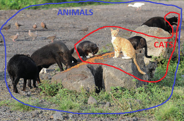 A picture of several cats, bigs, and birds. A circle labelled \