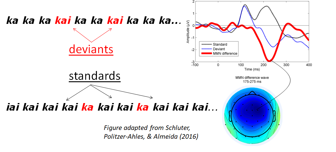 Illustration of the derivation of the MMN waves. The left-hand side shows two sound sequences: one in which 'ka' is the standard and 'kai' the deviant, and another in which 'kai' is the standard and 'ka' is the deviant. The upper right-hand side shows three ERP waves: the wave elicited by 'kai' when it's a deviant, the wave elicited by 'kai' when it's a standard, and the MMN difference wave (the kai-deviant wave minus the kai-standard one). The lower-right portion of the figure shows a topographic plot of the MMN difference wave, showing that it is most negative in the frontal part of the scalp around 175-275 ms after the emergence of a difference between standards and deviants.