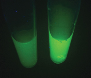 将标记了萤光素的生物传感器置于水中，加入抗生素后，右瓶显示的萤光度明显增强。