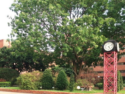 University campus is the home to many tree species