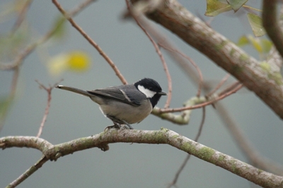 Fauna@PolyU highlights information about different species of fauna