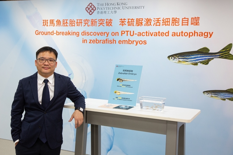 Dr Alvin Ma Chun-hang and his discovery on PTU-activated autophagy in zebrafish embryos