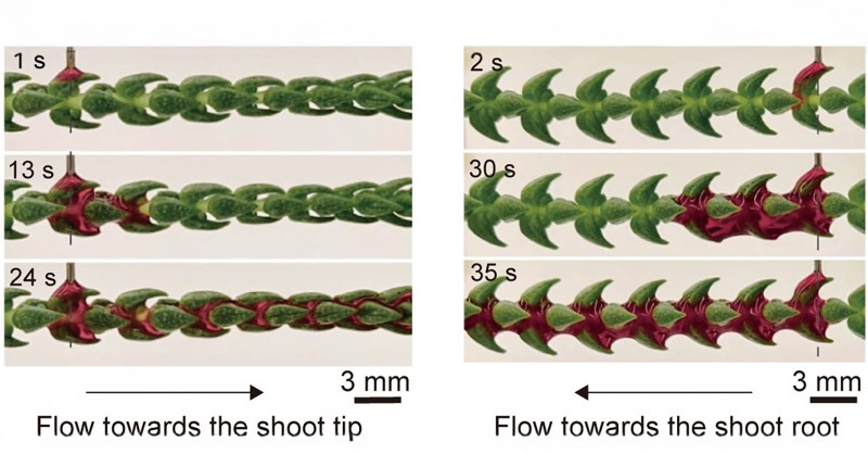 PolyU study discovers the selective directional liquid transport on shoot surfaces of Crassula muscosa.