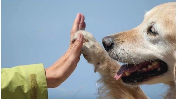 VE PP_animal assisted-therapy